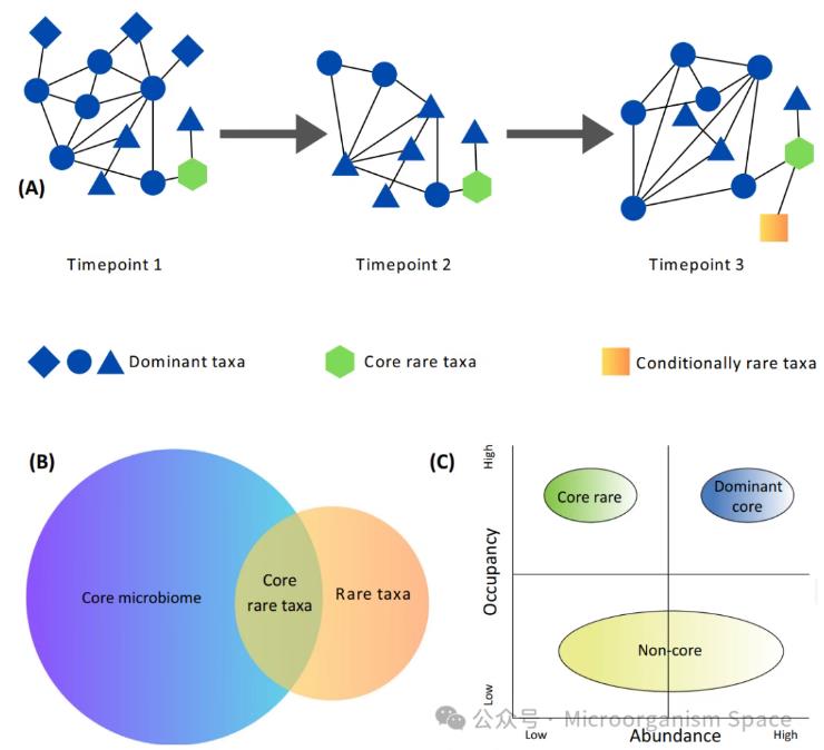 核心微生物群落中稀有物種重要性、持久性的生態(tài)驅(qū)動(dòng)因素（一）