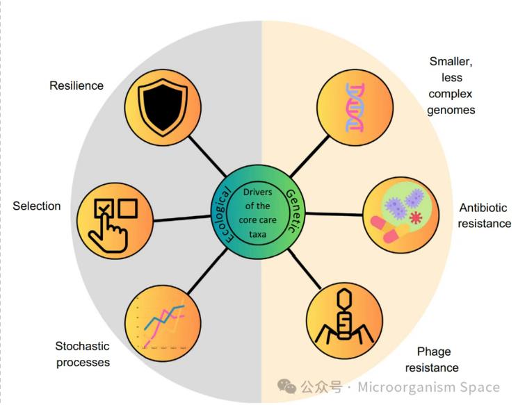 核心微生物群落中稀有物種重要性、持久性的生態(tài)驅(qū)動(dòng)因素（二）