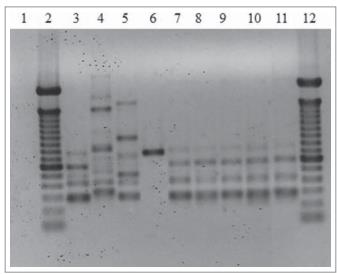 巴西孢子絲菌體內(nèi)毒力、生長(zhǎng)曲線、對(duì)氧化劑敏感性及抗真菌藥敏試驗(yàn)（二）