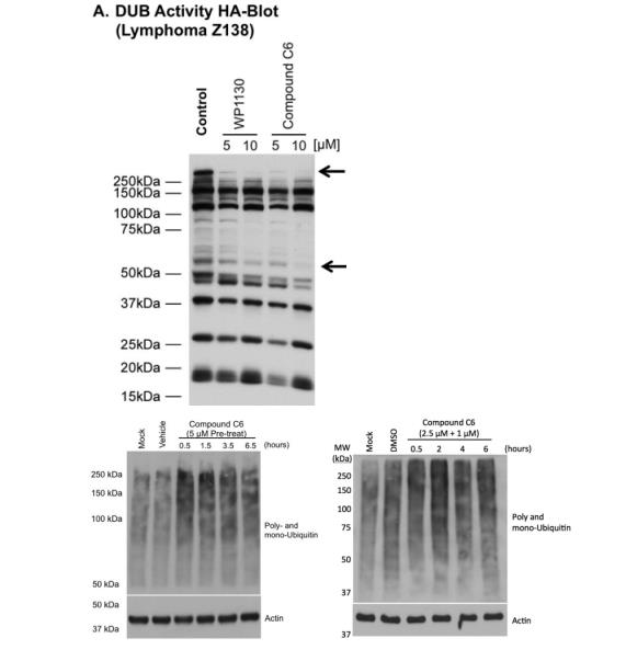 化合物C6對(duì)鼠諾如病毒和李斯特菌的抗感染活性及細(xì)菌生長(zhǎng)動(dòng)力學(xué)分析（一）