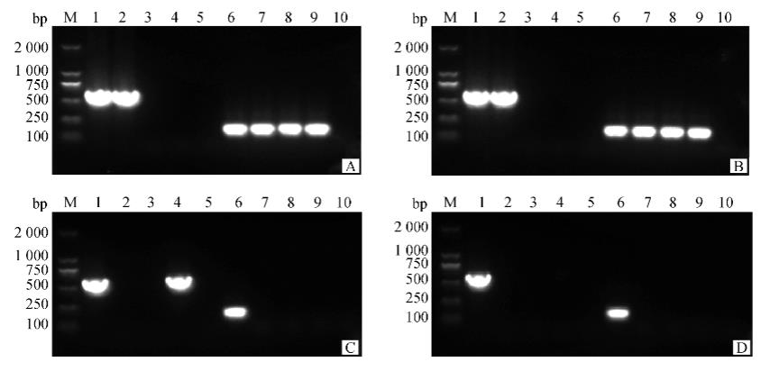 貓皰疹病毒Ⅰ型毒株HRB2019分離培養(yǎng)、增殖與鑒定方法（二）