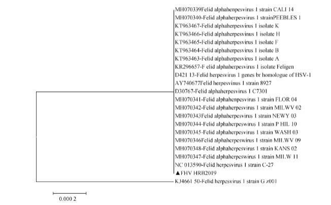 貓皰疹病毒Ⅰ型毒株HRB2019分離培養(yǎng)、增殖與鑒定方法（三）