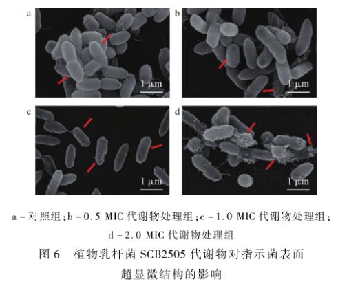 基于MIC和生長曲線分析植物乳桿菌SCB2505代謝物對液化沙雷氏菌的抑菌機(jī)理（五）