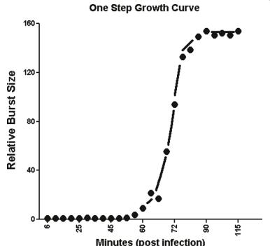 志賀氏菌Vi樣噬菌體SboM-AG3與沙門(mén)氏菌噬菌體ViI的高度基因組同源性（五）