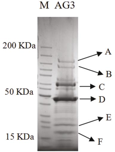 志賀氏菌Vi樣噬菌體SboM-AG3與沙門氏菌噬菌體ViI的高度基因組同源性（三）