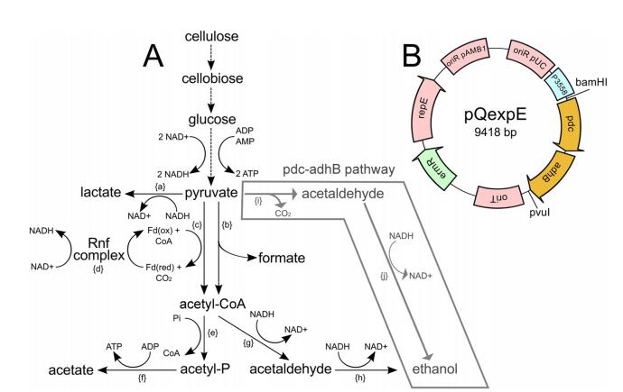 乙醇耐受性梭菌菌株生長(zhǎng)、基因組學(xué)、途徑工程及發(fā)酵特性（三）