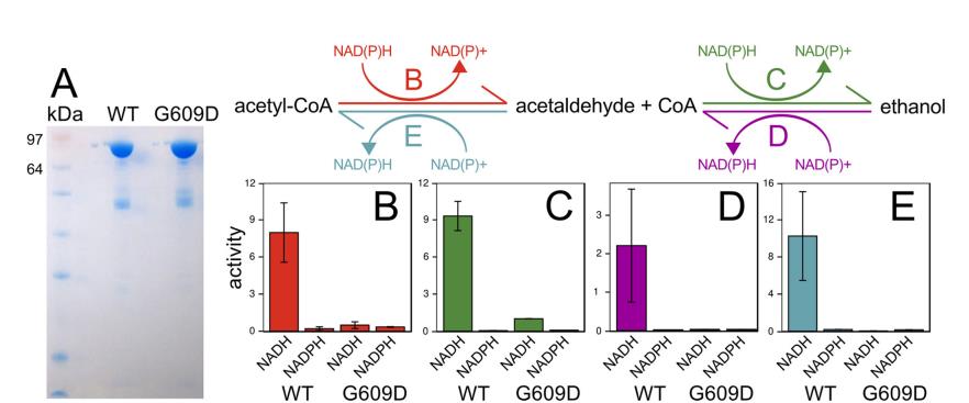 乙醇耐受性梭菌菌株生長(zhǎng)、基因組學(xué)、途徑工程及發(fā)酵特性（二）