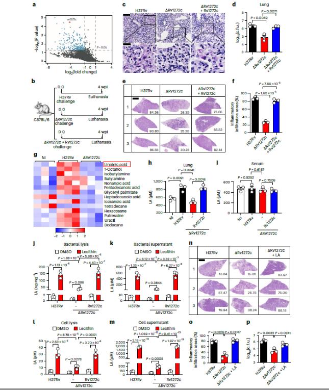 一段長(zhǎng)達(dá)14天的生長(zhǎng)曲線(xiàn)，揭示結(jié)核分枝桿菌免疫逃逸新機(jī)制（一）