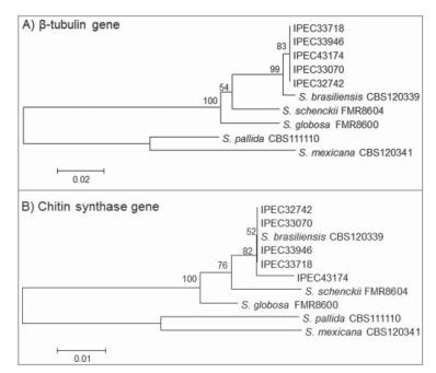 巴西利亞孢子絲菌分離株毒力增強(qiáng)的演變過(guò)程（二）