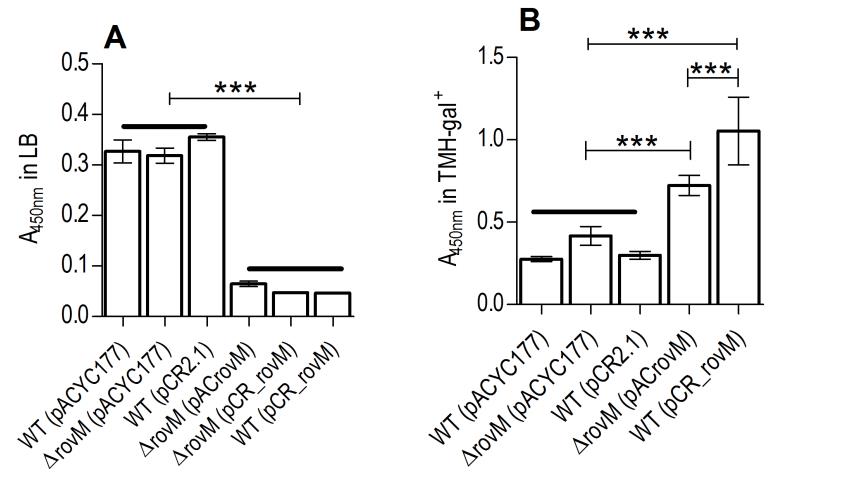 鼠疫耶爾森菌突變體生長曲線、生物膜形成及rovM和rovA轉(zhuǎn)錄的測定（一）