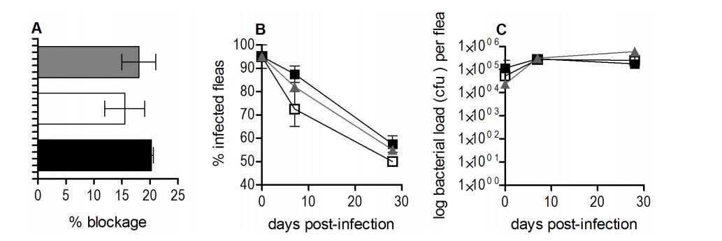 鼠疫耶爾森菌突變體生長曲線、生物膜形成及rovM和rovA轉(zhuǎn)錄的測定（四）