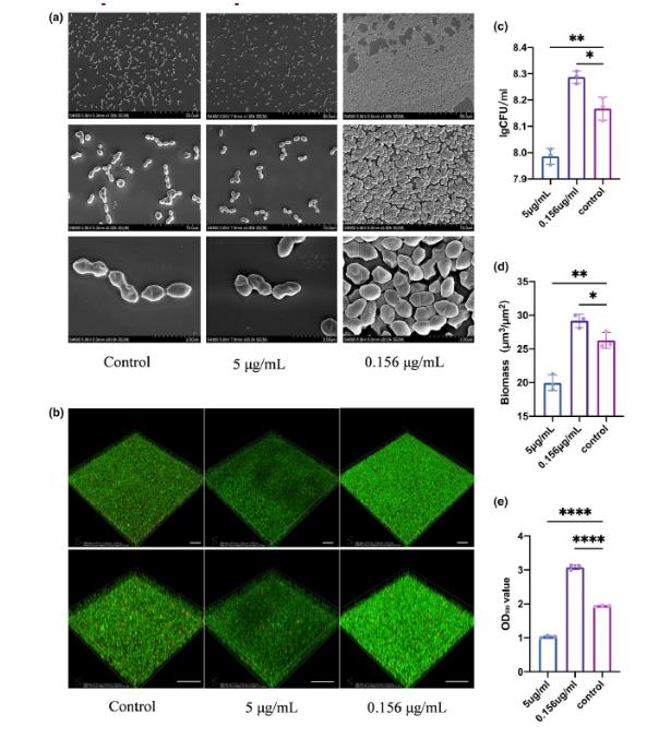 白色念珠菌來源的胞外囊泡EVs對糞腸球菌生長和致病性的影響（下）