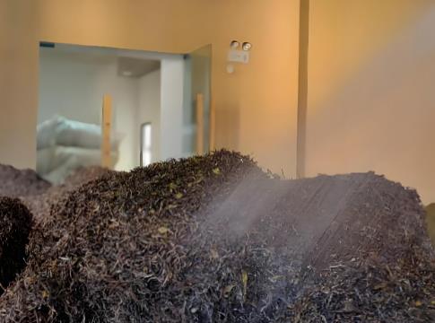 ?普洱熟茶渥堆發(fā)酵過程中，哪些微生物做出“巨大貢獻(xiàn)”？