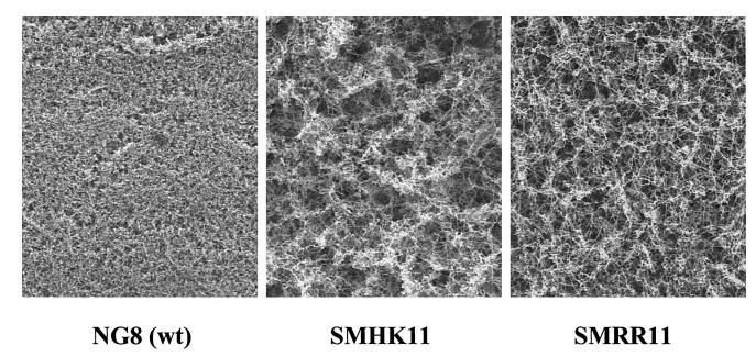 HK/RR11雙組分系統(tǒng)調(diào)控變形鏈球菌生物膜形成與酸耐受性的機(jī)制研究（三）