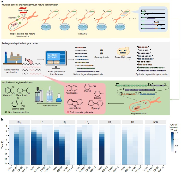 耐鹽工程弧菌 VCOD-15生長曲線及降解復(fù)雜有機污染物能力研究