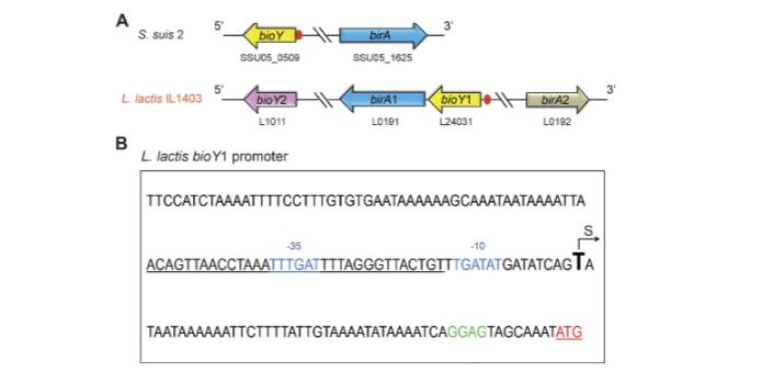 乳酸乳球菌生物素獲取途徑的冗余性與進(jìn)化啟示（四）