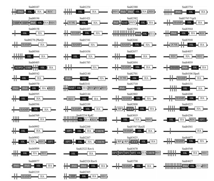 微生物生長曲線分析儀助力嗜麥芽窄食單胞菌組氨酸激酶庫的功能圖譜繪制（一）