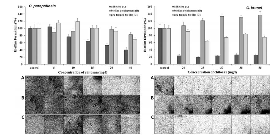 全自動微生物生長曲線分析儀應(yīng)用：黃芩素與殼聚糖抑制酵母生物膜研究（三）