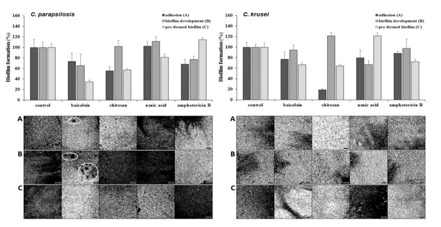 全自動微生物生長曲線分析儀應(yīng)用：黃芩素與殼聚糖抑制酵母生物膜研究（二）